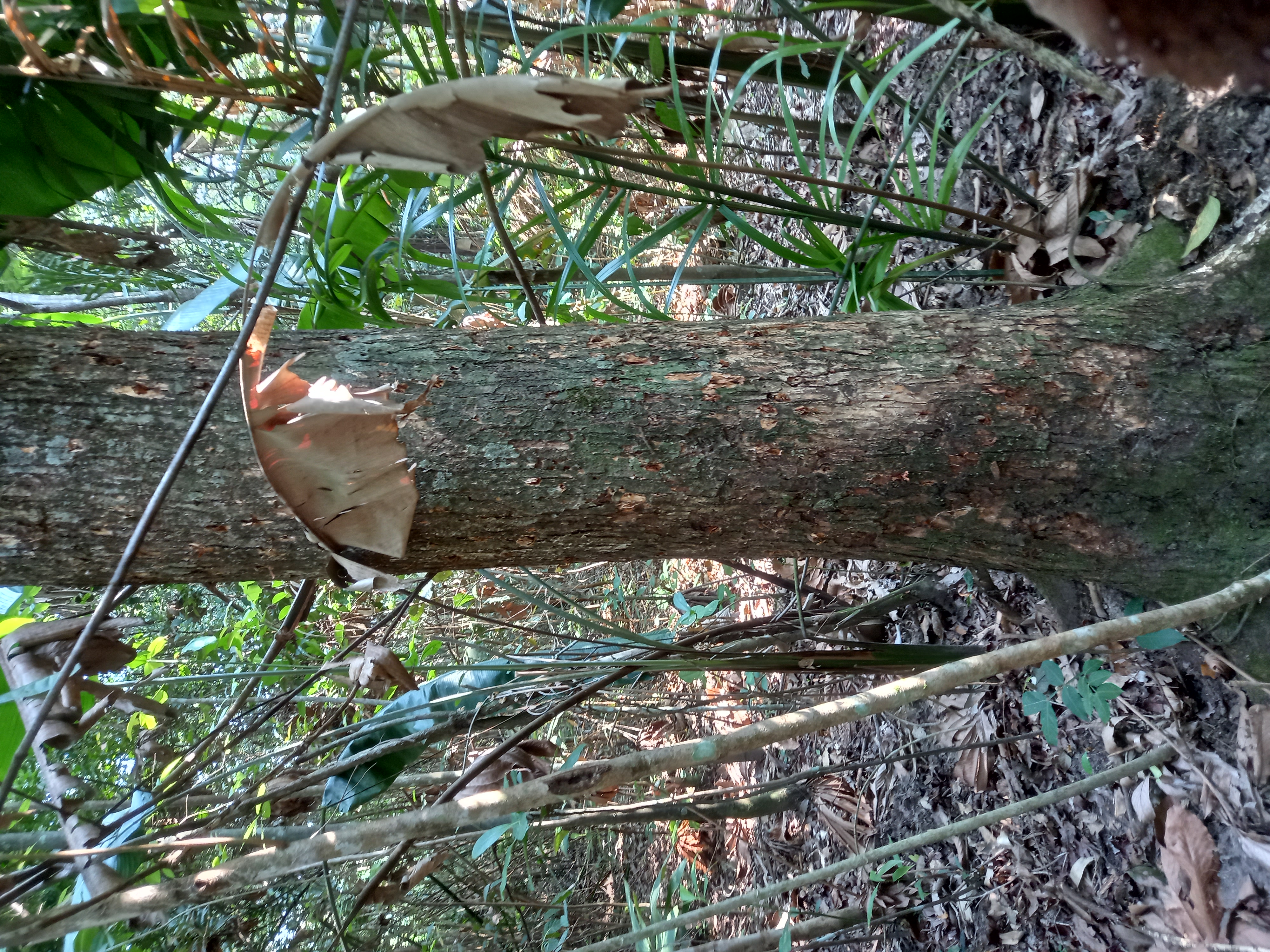 Gráfica alusiva a la noticia EL APROVECHAMIENTO FORESTAL COMO ALTERNATIVA SOSTENIBLE